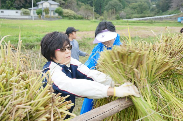 稲木で稲を干す米米プロジェクト参加者さん